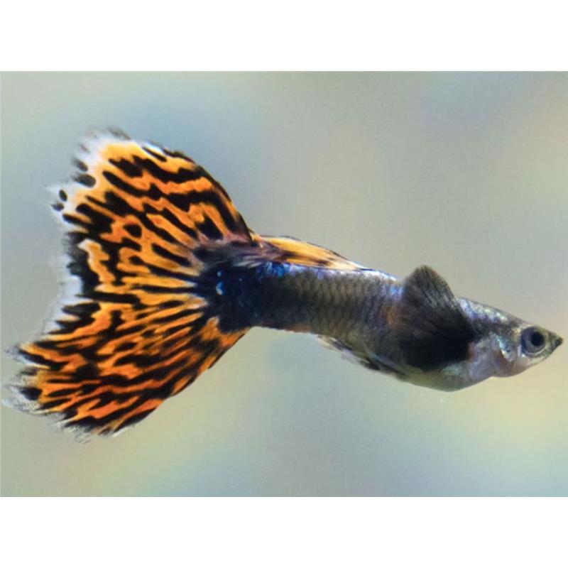 Poecilia ret. Albino Dumbo Ear Mosaic - imagine 3